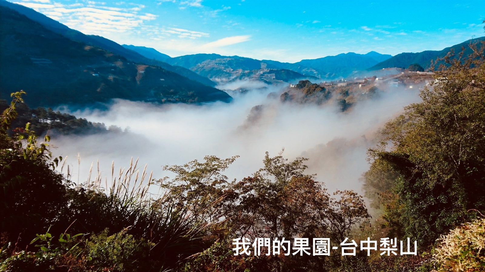 果園照片